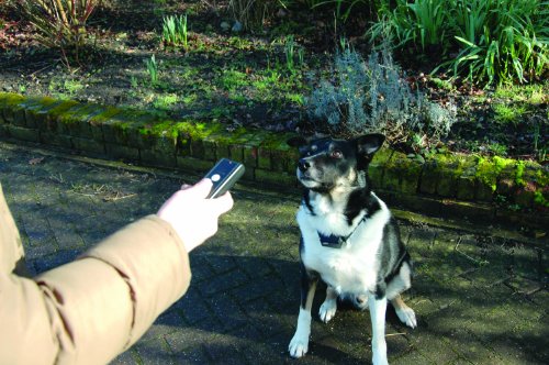 Pet Tag Pro Remote Control Dog Trainer, Black - Image 6