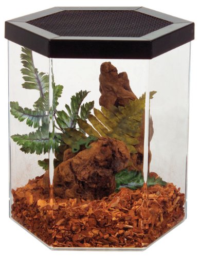 Repitat 2 gal Hex Shaped Acrylic Reptile Habitat with Metal Screen Top