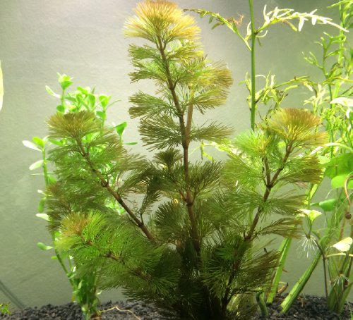 Stem Plant COMBO – Beginner Live Aquarium Plants – Moneywort (Multiple