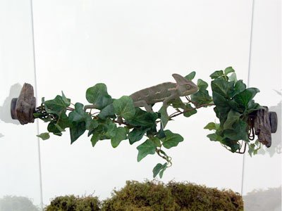 Magnaturals Jungle Vine Bridge - Magnetic Decor - Image 3