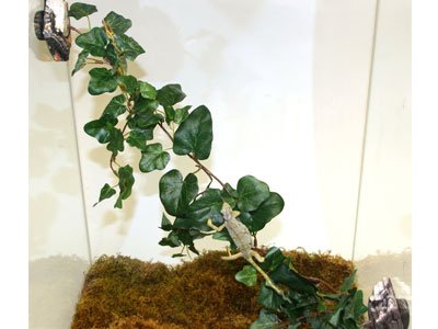 Magnaturals Jungle Vine Bridge - Magnetic Decor - Image 4