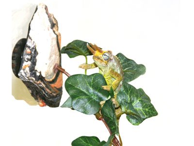 Magnaturals Jungle Vine Bridge - Magnetic Decor - Image 5