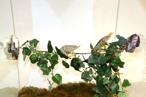Magnaturals Jungle Vine Bridge - Magnetic Decor - Image 7
