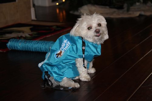 "AS SEEN ON TV" Puff-N-Fluff Dog Dryer (Medium) - Image 4