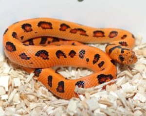 Bayou Boy All Natural Reptile Bedding Bag, 8-Quart