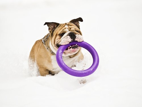 COLLAR Puller Training Ring for Dogs, Standard, Set of 2 - Image 5