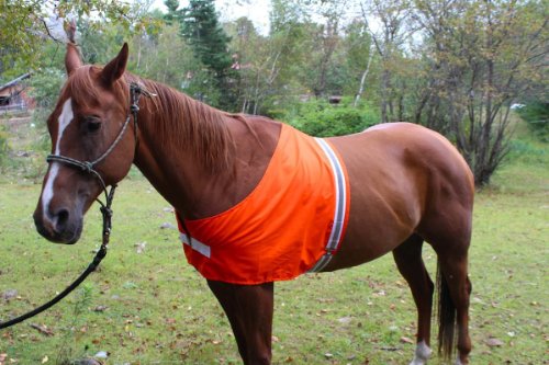 Dog Not Gone Visibility Products Safety Horse Vest, Large/X-Large - Image 3