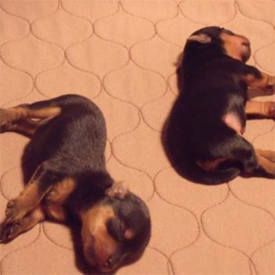 EZwhelp Washable Whelping & Puppy Pad 72" x 72" - Image 6