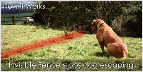 Esky® Waterproof Electronic Fence Dog Shock Collar System - Image 10