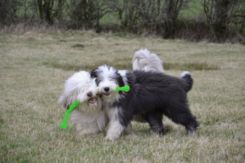 KONG Safestix Dog Toy, Small, Assorted Colors - Image 3