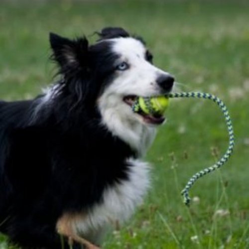 KONG Squeakair Tennis Ball with Rope Dog Toy, Medium, Yellow - Image 3