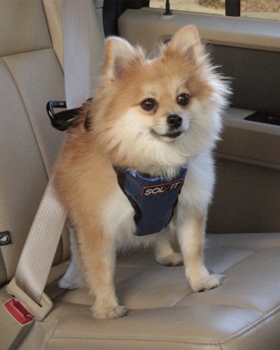 Solvit Deluxe Car Safety Harness, Small - Image 3