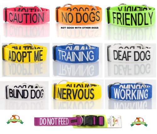 "TRAINING" Blue Color Coded 4 Foot Dog Leash (Do Not Disturb) PREVENTS Accidents By Warning Others of Your Dog in Advance! - Image 4