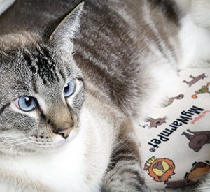 The Original MyWarmPet Heatpad - Microwave Pet Heating Pad (Microwavable Safe Heat Pad, My Warm Pet) - Image 4
