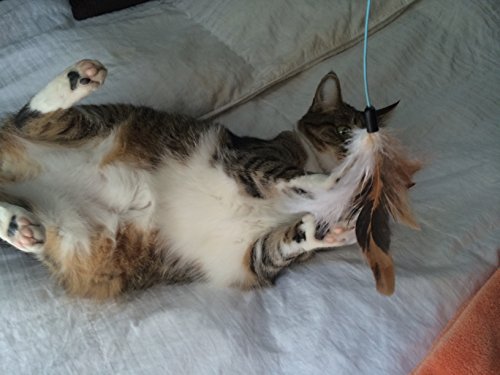 2 Feather Teaser and Exerciser For Cat and Kitten - Cat Toy Interactive Cat Wand - Image 3