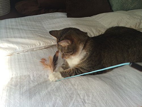2 Feather Teaser and Exerciser For Cat and Kitten - Cat Toy Interactive Cat Wand - Image 4
