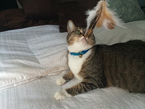 2 Feather Teaser and Exerciser For Cat and Kitten - Cat Toy Interactive Cat Wand - Image 6