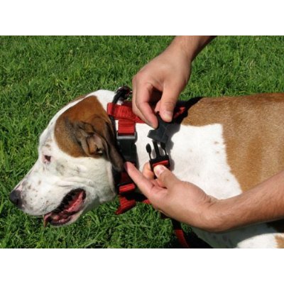 Illusion Dog Collar & Leash Set: By Dog Whisperer Cesar Millan (Medium Red) - Image 3