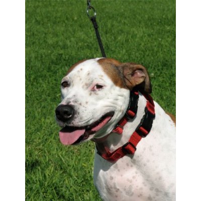 Illusion Dog Collar & Leash Set: By Dog Whisperer Cesar Millan (Medium Red) - Image 5