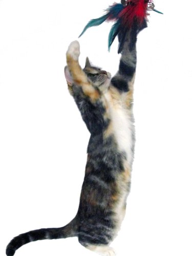 Imperial Cat Cat and Around, Feather Wand