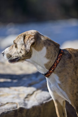 Lupine 3/4-Inch Down Under 14-20-Inch Martingale Combo Collar for Medium to Large Dogs - Image 3