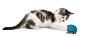 PetSafe Twist 'N Treat Food Dispensing Cat Toy - Image 4