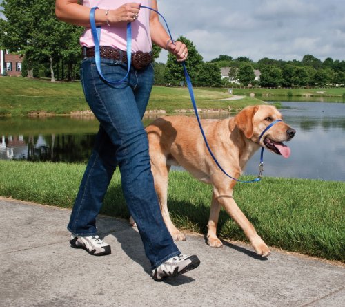 Premier-Pet-Products Gentle Leader Headcollar, Large, Royal Blue - Image 4