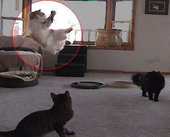 The Super Da Bird w/ Full Single 36" Pole: Interactive Guinea Feather Cat Toy