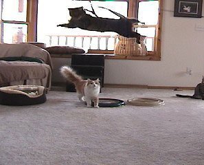 The Super Da Bird w/ Full Single 36" Pole: Interactive Guinea Feather Cat Toy - Image 6