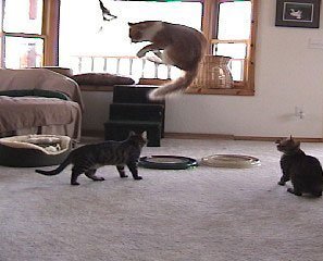 The Super Da Bird w/ Full Single 36" Pole: Interactive Guinea Feather Cat Toy - Image 7