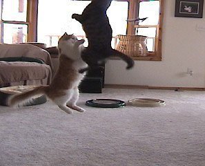The Super Da Bird w/ Full Single 36" Pole: Interactive Guinea Feather Cat Toy - Image 8