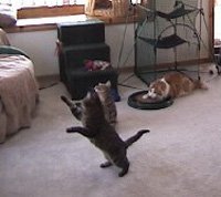 The Super Da Bird w/ Full Single 36" Pole: Interactive Guinea Feather Cat Toy - Image 9
