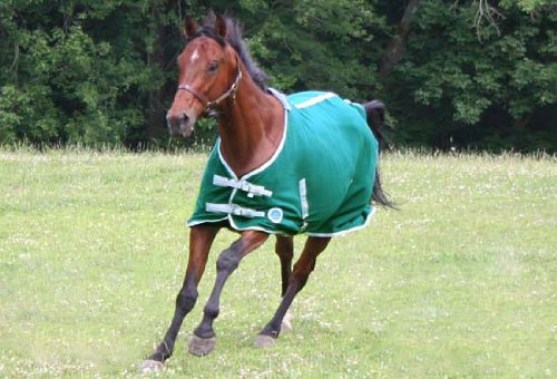 Derby Originals Horse Tack Classic Fleece Sheet Navy 78" - Image 7