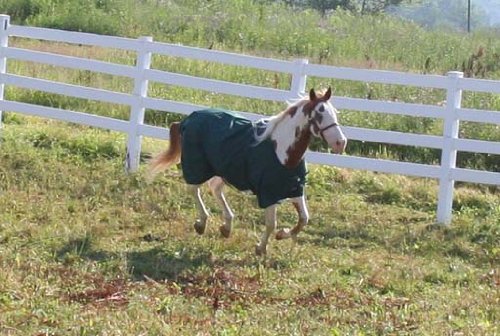 Derby Originals Waterproof Breathable 600D Horse Sheet with Lining Hunter Green 75" - Image 3