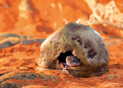 Exo Terra Gecko Cave for Reptiles, Medium - Image 3