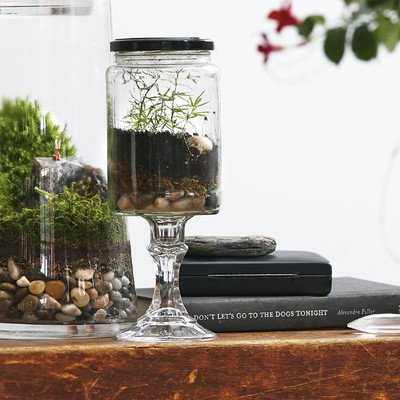 Fern DIY Kit