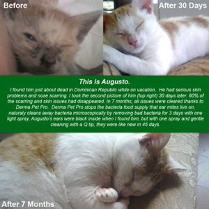 HOT SPOT TREATMENT FOR DOGS HOUSE CATS & BIRDS- PROBIOTICS FOR DOGS Natural Spray- Prevent Fleas-Bad Pet Odors-Scratching, Dry & Itchy Skin irritations. Protect From Bad Breath, Fleas, Itching, Bald Spots, Watery Eyes, Ear Infections & Ear Mites. Best Topical Pet Probiotic Remedy On The Market - 100% Natural Deodorizing Spray for Cats & Dogs - Image 4