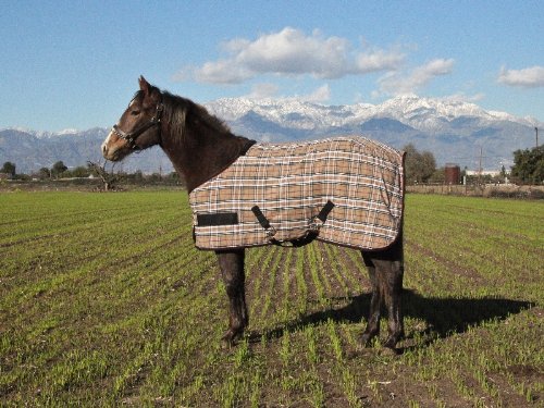 Kensington Weanling/Pony Plaid Poly Cotton Stable Sheet, Deluxe Red Plaid, 50-58-Inch