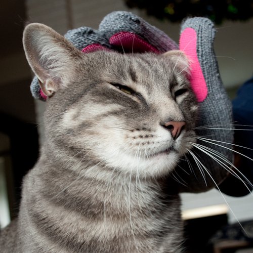 Kitty Tongue: Gentle Cat Grooming & Massage Glove - Image 3