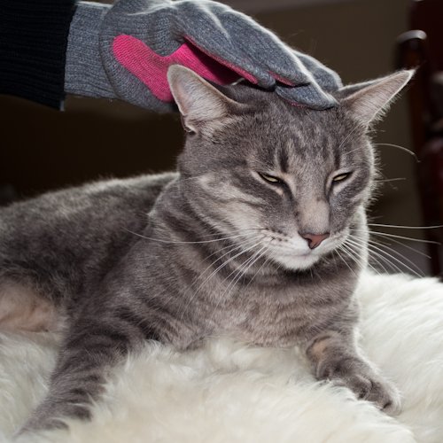 Kitty Tongue: Gentle Cat Grooming & Massage Glove - Image 6