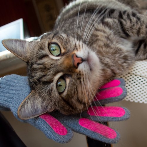 Kitty Tongue: Gentle Cat Grooming & Massage Glove - Image 7