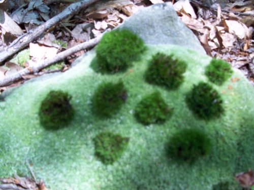 Live Rock Cap Moss - Small Size Plants for Terrarium