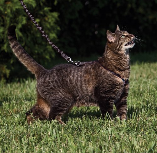 Petsafe Come With Me Kitty Harness and Bungee Leash, Large, Black - Image 4