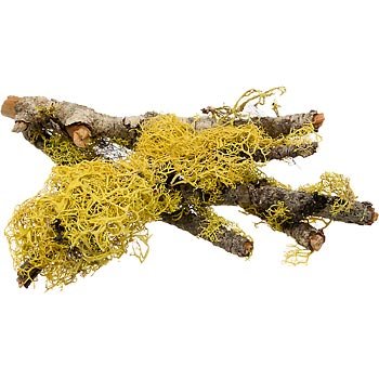 T-Rex Terra Accents Lichen Sticks